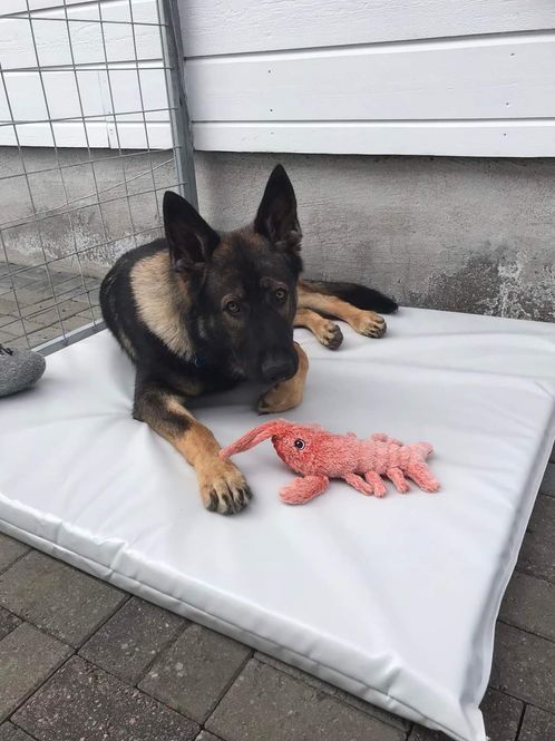 Hovedbilde Hundematte 88x53x5
