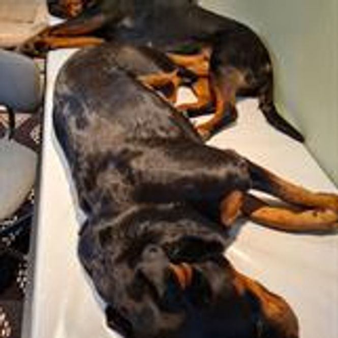 Hovedbilde Hundematte 96,5x93,5
