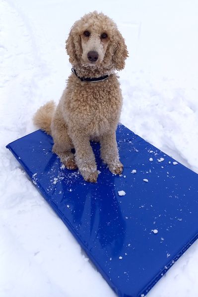 Hovedbilde Hundematte 95x52